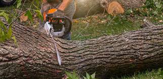 Best Tree Disease Treatment  in Moreland, ID